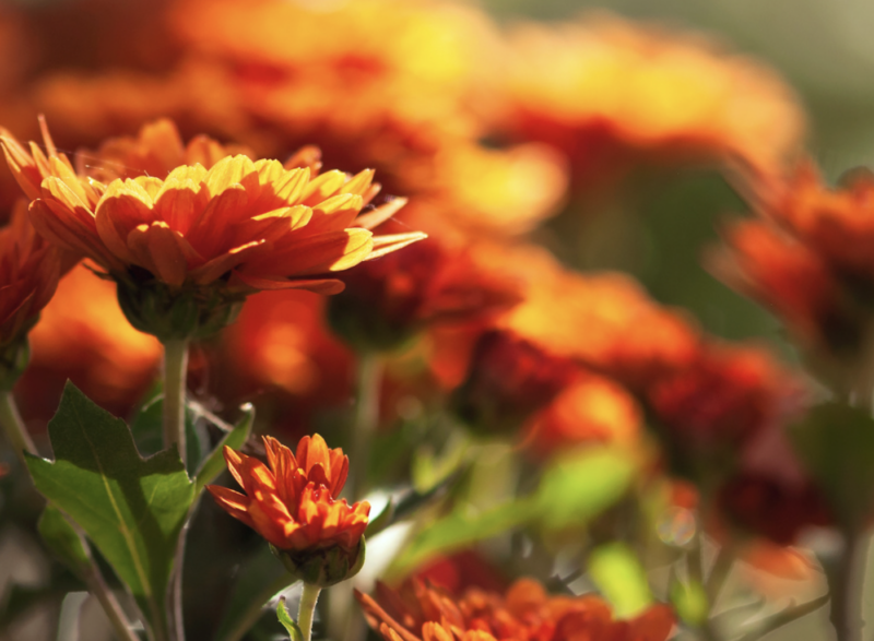 Mum Sale